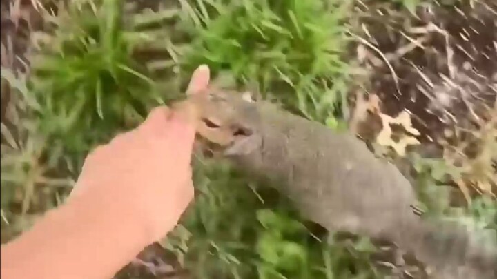 The little squirrel "takes you to a fun place"