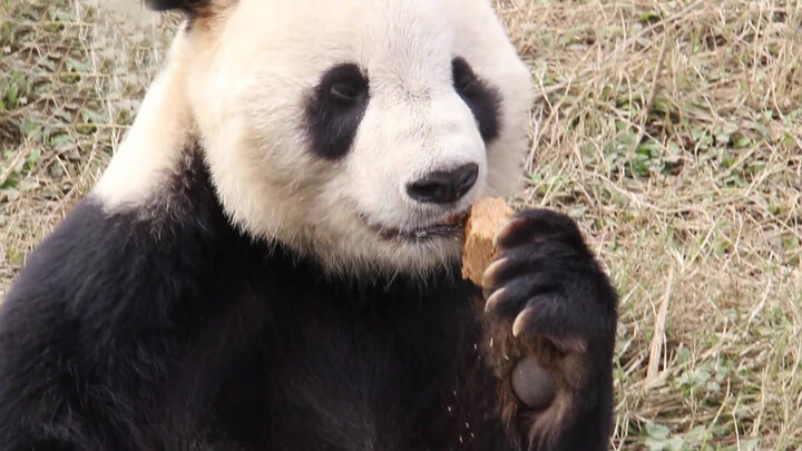 Seekor panda jatuh cinta dengan roti kukus pada gigitan pertama