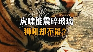 Why can a tiger's roar shatter glass, but a lion's roar cannot?