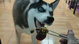 What if tease a Husky with food through the glass?