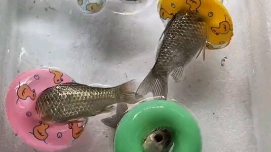 Fish: You’d better not sleep too soundly tonight.