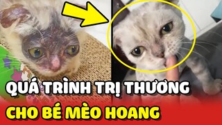 Hành trình CHỮA LÀNH VẾT THƯƠNG cho bé mèo BỊ BỎ RƠI ❤️ | Yêu Lu