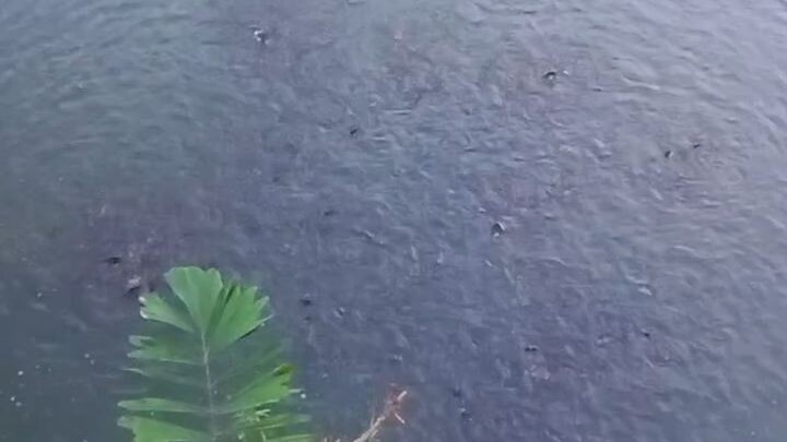 sakana🫧🐟🐬