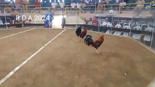 1st fight (WIN)                      March 26, 2024 (3 cocks derby)