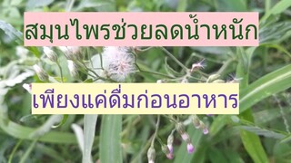 สูตรนี้จะทำให้คุณทานอาหารได้น้อยลงทันที เพียงแค่ดื่มน้ำยาหญ้าหมอน้อยก่อนอาหาร/โดยฮอยไทยอีสาน