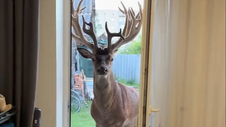 Ada rusa kecil yang mencari makan di depan pintu