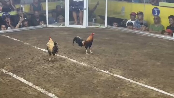 hindi pinalad ang ating ju bulik xsbr banahaw