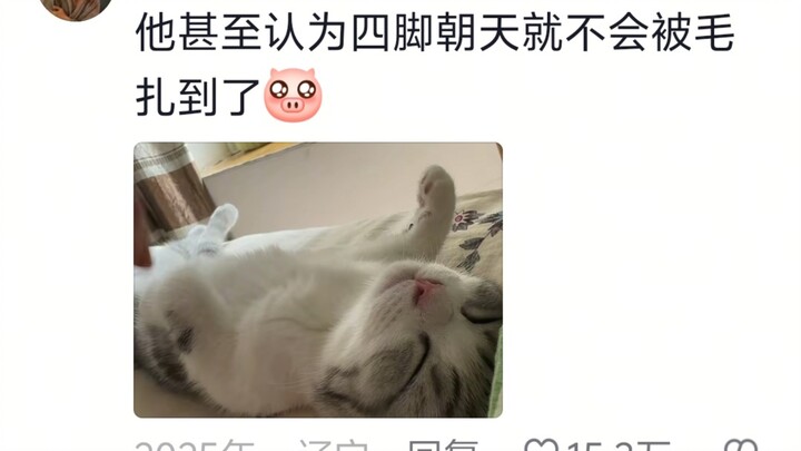 Kucing kecil: Hei, malam ini kamu tamat!