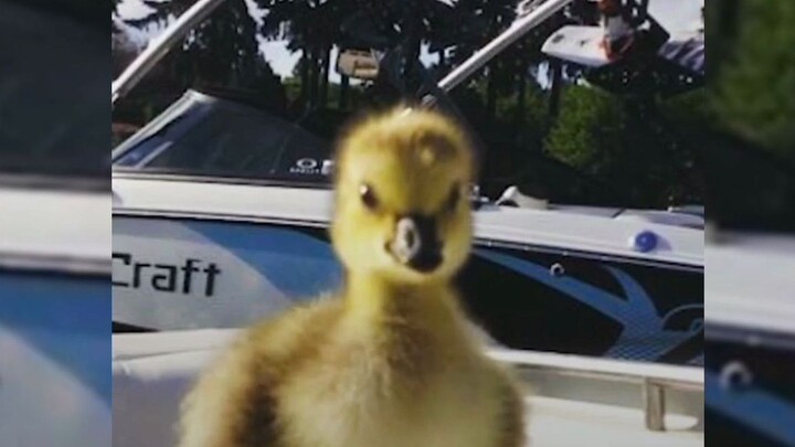 Saving one wild goose chick means gaining a whole flying family—her boyfriend and their baby!