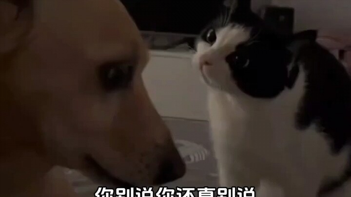 Pertama kali melihat perasaan "ketinggalan" pada hewan