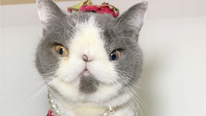 恭喜你又刷到好运小猫啦！