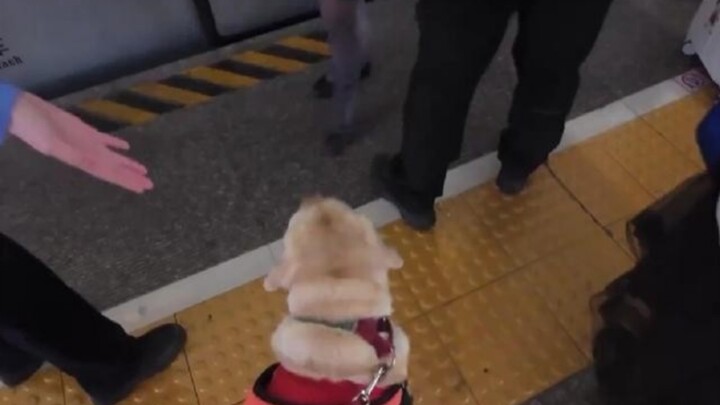 Membawa anjing pemandu naik kereta cepat, pramugari pun terkejut! Siapa yang tahan dengan ini!