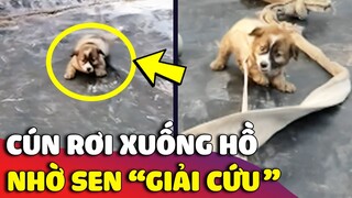 Báo con 'CHÂN NGẮN' nghịch dại rồi 'RƠI XUỐNG HỒ TÔM' khiến con Sen phải cầu cứu 😂 | Gâu Đần