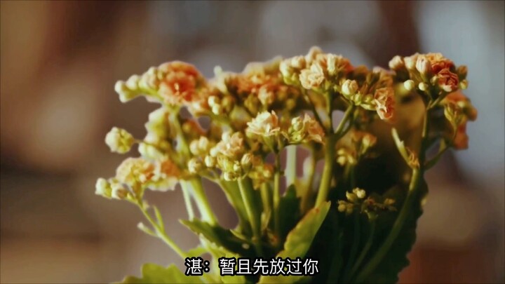 忘羡/一枝梨花压海棠（中集）/老流氓帝王机×软糯小美人羡/甜向HE/年龄差大，无三观，慎入/