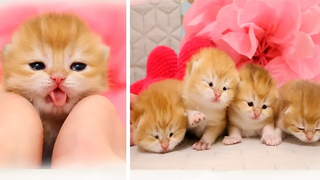 😍 หลังคลอด 12 วัน ลูกแมวน้อยแสนน่ารัก การรวบรวมวิดีโอ 2020