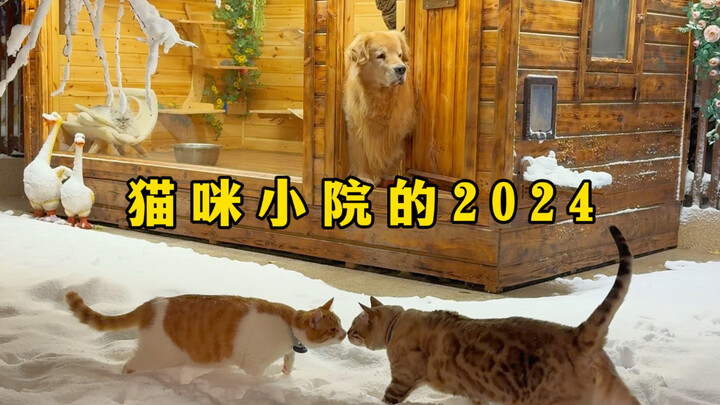 Cat Courtyard's 2024 Year-End Summary