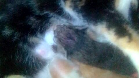 Anak kucing