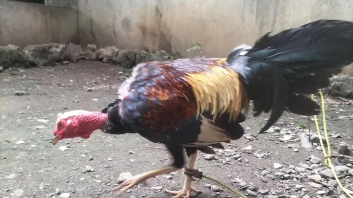 24M parada