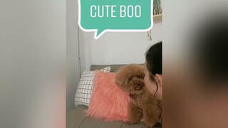 Tan chảy với Boo - we don’t deserve dog fyp changshugo cutedog boss cutepet thucung boo cute tiktokvietnam cunyeu