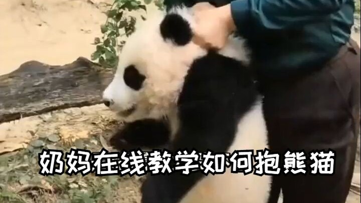 Nanny’s Online Tutorial: How to Hold a Panda