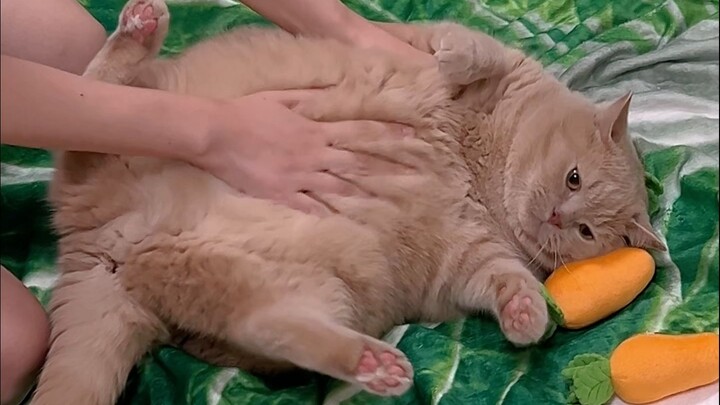 Selling pork belly rolls