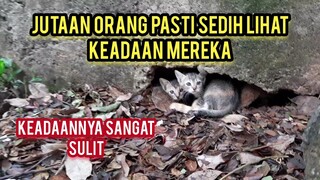 Bikin Sedih Anak Kucing Ini Tinggal Di Lorong Sempit Karena Lapar Sampai nangis Saat Di Kasih Makan