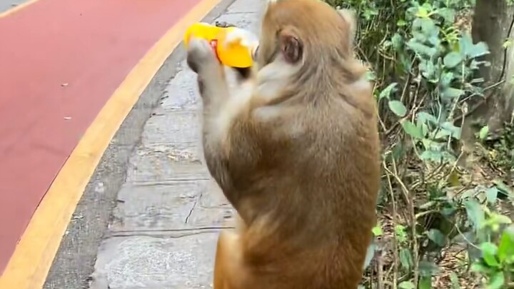 Brother Monkey's Highlight Moments