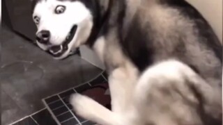 Husky: đầu ngứa quá, não tui đang to lên à?