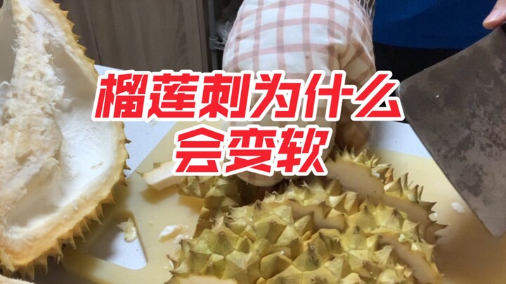 Did you know that the thorns on a durian shell soften?