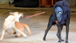 Wanna Laugh All Day? Then Watch These Adorable Pets 🥰