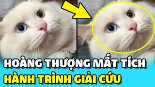 💥Hành trình GIẢI CỨU bé mèo BỊ BẮT một cách thông minh của Sen | TIN GIẢI TRÍ