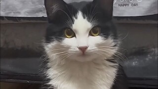 Warna kucing sapi, pesona kucing tiga warna