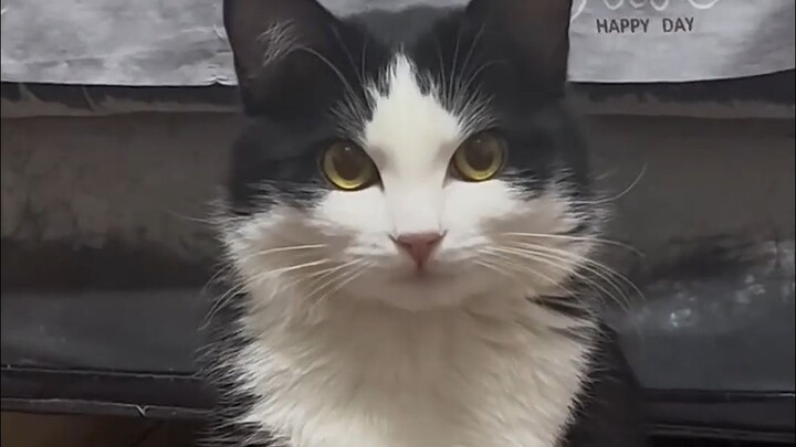 奶牛猫的配色，三花猫的气质