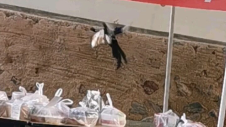 A little tribute to the 2021 magpie stealing a college student’s takeout—every step of the way