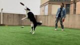 [Cún cưng] Chó Border Collie: Thiên tài luôn mỉm cười và nỗ lực