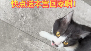 Di tengah perayaan Tahun Baru Imlek, tiba-tiba ada anak kucing yang dikirimkan langsung ke rumah, bi