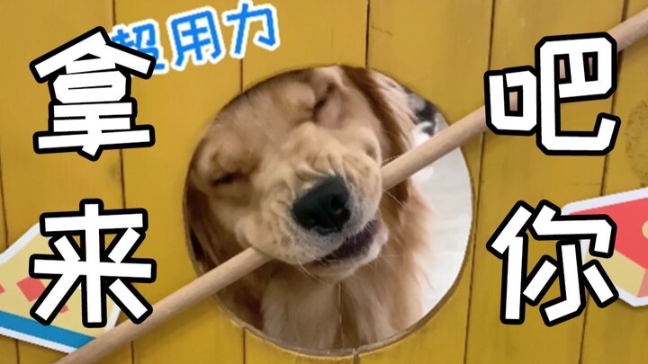 How high is a Golden Retriever's IQ~?