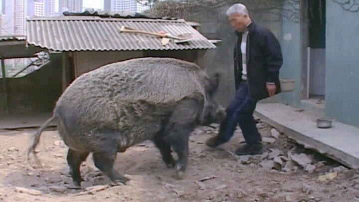 An Old Man Riding A Wild Boar