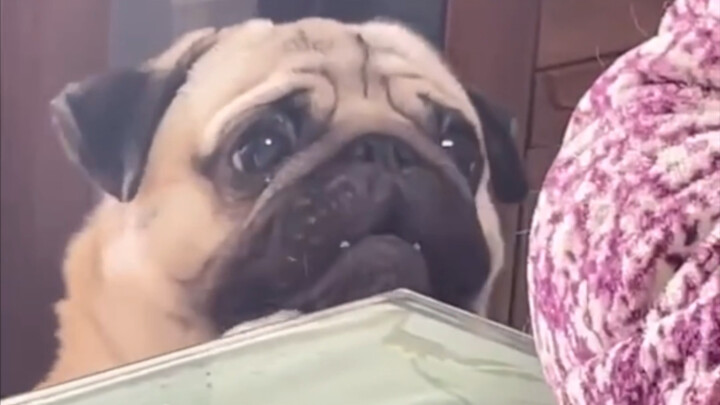 The most aggrieved dog I've ever seen