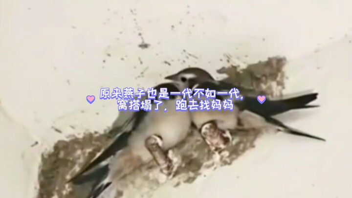 Hóa ra chim én đời sau cũng kém hơn đời trước: tổ bị sập, nó chạy đi tìm mẹ.