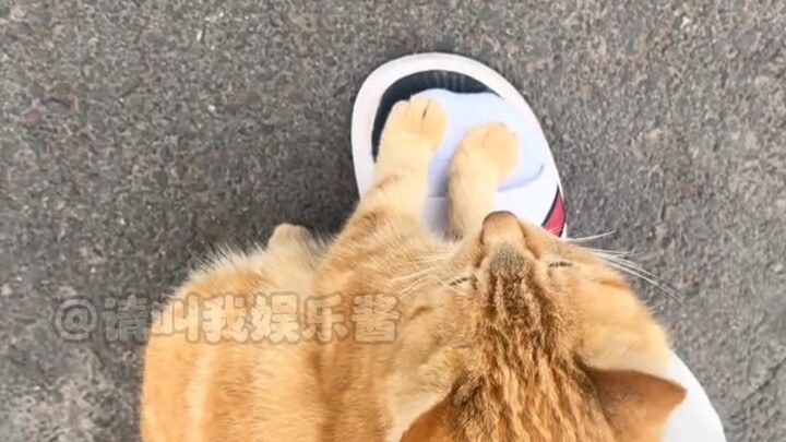 Stray cat: Meow, I’ve got plenty of strength!