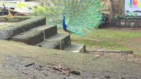 PEACOCK DANCE