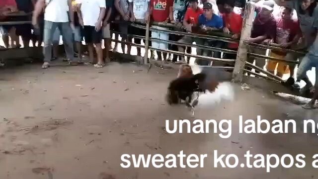 dalusapi vs.super bulik