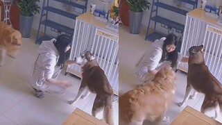The Husky was punished by his owner for peeing randomly, and the Golden Retriever jumped around and 