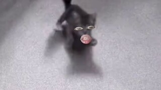 Cat: Did I say I wanted to play with you?