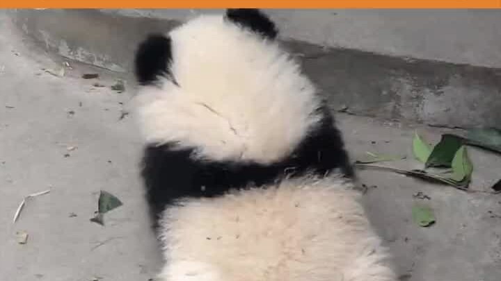 啊啊啊啊啊啊救命啊！可爱到晕了呀！大熊猫收尾巴也太可爱了吧！！#熊猫