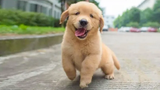Funniest & Cutest Golden Retriever Puppies 29 - Funny Puppy Videos 2020