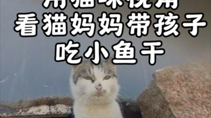 母爱是伟大的，小黄都这么大了，它妈妈还是惦记它，我决定把咪咪抓回来再也不让它们分开