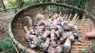 7 Ân - HÁI NẤM RỪNG VỀ ĂN