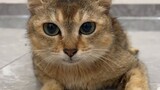 Tahukah Anda cara makan kucing ompong?
